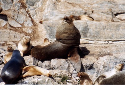 Seel�wen Chef