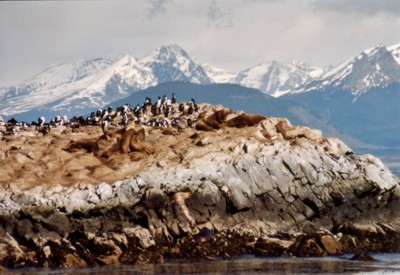 Seel�wen Kormorane