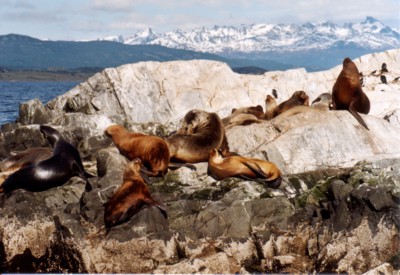 Seel�wen und Kormorane