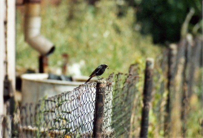 Gartenrotschwanz_m�nnlich